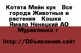 Котята Мейн кун - Все города Животные и растения » Кошки   . Ямало-Ненецкий АО,Муравленко г.